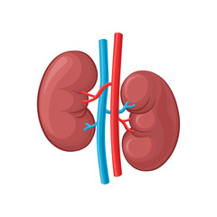 Illustration of left and right kidney. Human internal organ. Concept of urinary system endocrine system. Detailed flat vector design for educational anatomy book