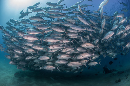 Diver swimming with school of jack fish, underwater view, Cabo San Lucas, Baja California Sur, Mexico, North America