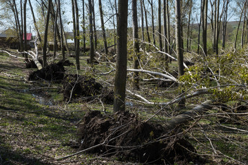 Fallen trees after storm