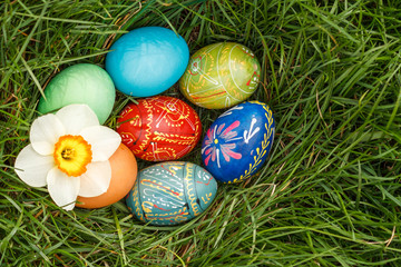 Fototapeta na wymiar Painted Easter eggs and flower of narcissus in green grass
