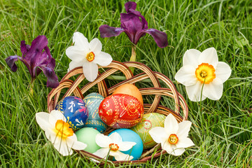 Easter eggs in wicker basket and flowers of narcissus and iris in green grass