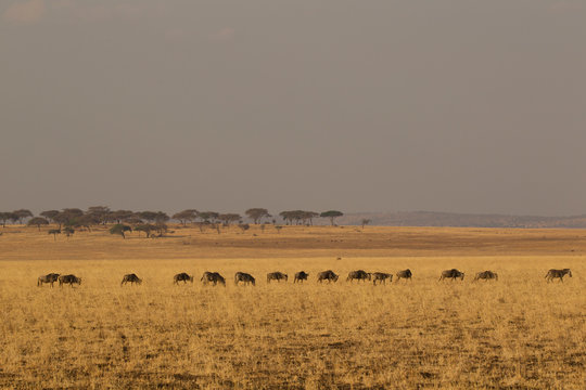 Wildebeest, Connochaetes taurinus, Zebra, Equus burchelli, Tarangire National Park, Tanzania