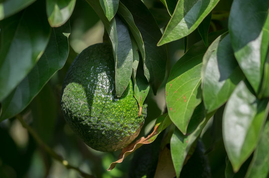 Avocado fruits growing on avocado tree