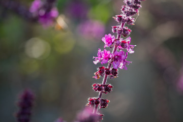 Sweet Basil (Ocimum basilicum) blooming at nursery. Selective focus