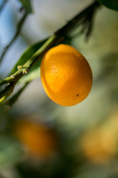 Close-up shot of kumquats growing