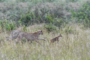 cheetah © Herbert