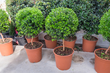 Fototapeta na wymiar Small myrtle round plants for sale at nursery