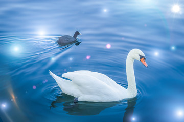 Art beautiful landscape with a swan floating on the lake