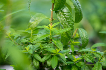 Close-up of Lemon verbena or Louisa grown at greenhouse
