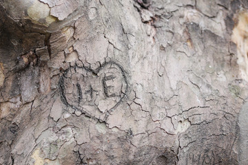 Engravings on a tree’s bark