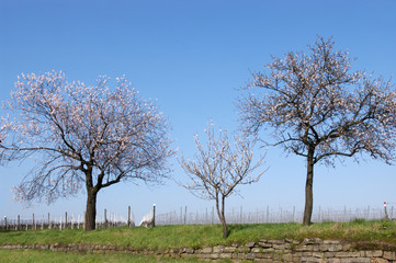 Mandelblüte bei Gimmeldingen
