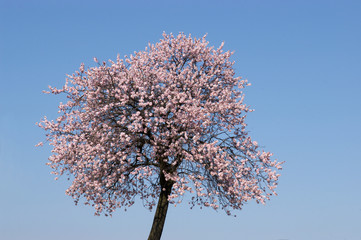 Mandelbl&uuml;te bei Gimmeldingen