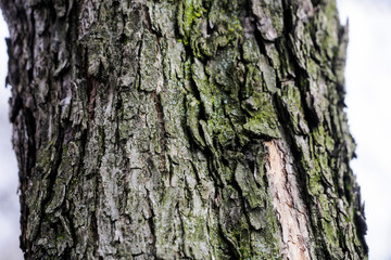 Tree bark