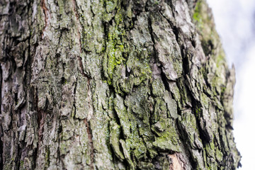 Tree bark
