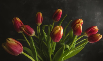 Fototapeta premium Dark Pink Tulips