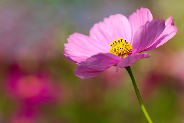 Obraz premium Closeup Cosmos pink flower in the garden and the morning sunshine. Copy space for text.