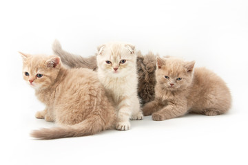 small funny kittens on a white background