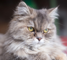 portrait of fluffy cat