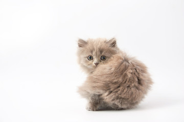 small funny kittens on a white background