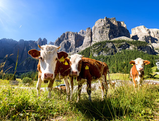 Dolomiten mit Kühen im Vordergrund  © EKH-Pictures