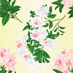 Seamless texture branch light pink and white flowers rhododendron  mountain shrub vintage vector illustration editable hand draw