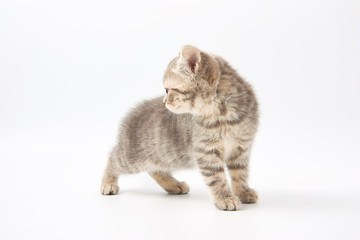 small funny kittens on a white background
