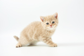 small funny kittens on a white background