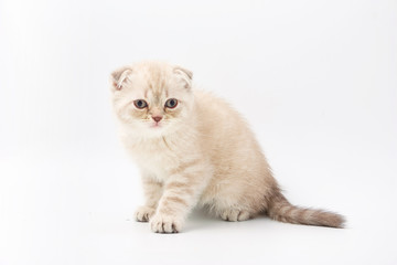 Fototapeta na wymiar small funny kittens on a white background