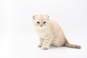 Obraz premium small funny kittens on a white background