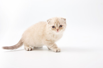 small funny kittens on a white background