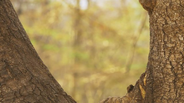 a ververt monkey sits in the fork of a tree trunk at amboseli national park, kenya