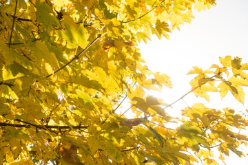 Sun between autumn leaves