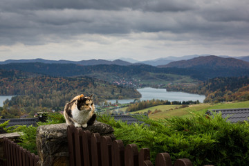 Cat sitting on the fence near Solina lake in Polanczyk, Bieszczady, Poland