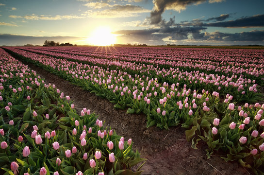 evening sunshine over pink tulip field