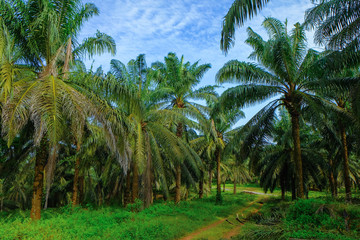 Mature palm oil tree commodity