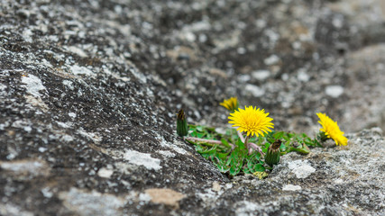 Fototapeta premium Dandelion flower on a rock