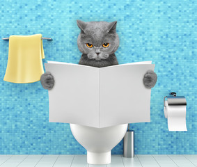 Angry cat sitting on a toilet seat with digestion problems or constipation reading magazine or newspaper - obrazy, fototapety, plakaty