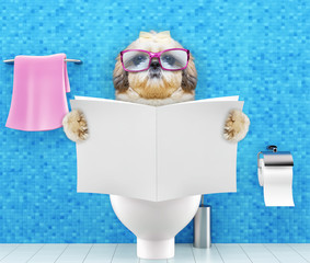 Shitzu dog sitting on a toilet seat with digestion problems or constipation reading magazine or newspaper - obrazy, fototapety, plakaty