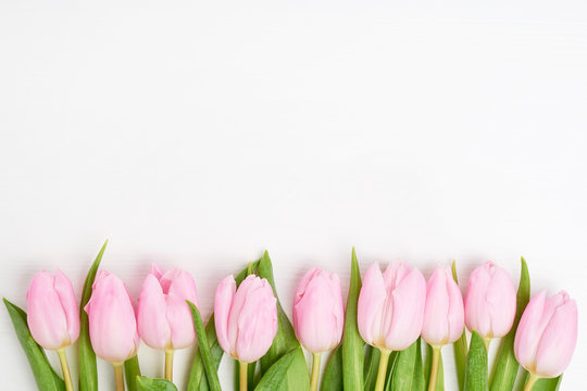 Pink tulips border on white background. Copy space, top view