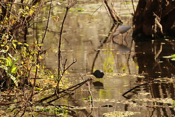 Birds in the natural Florida wetlands / Florida Swamp Wildlife 