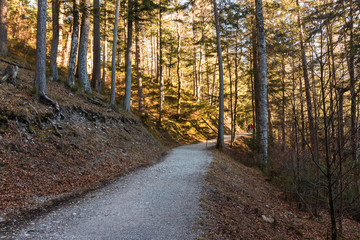 Rundweg, Wanderweg um den  Eibsee an der Zugspitze in Bayern