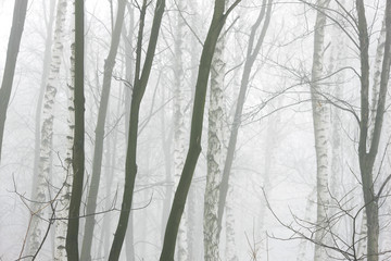 winter forest in thick fog
