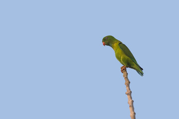 Vernal Hanging Parrot ,beautiful bird