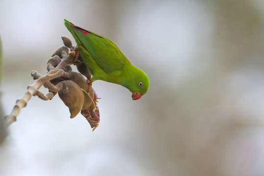 Vernal Hanging Parrot  beautiful bird