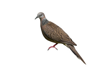 Spotted Dove isolated on white background