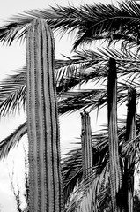 cactuses. black and white concept