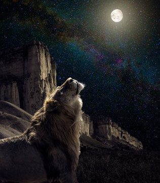 lion howl to the moon