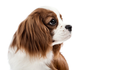 Cavalier King Charles Spaniel