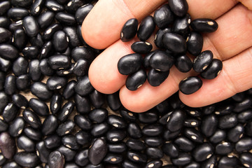 Black Turtle Bean legume. Person with grains in hand. Macro. Whole food.
