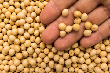 Soybean legume. Person with grains in hand. Macro. Whole food.